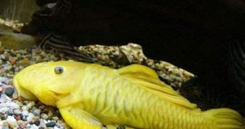 地球上最土豪的動物，體內竟含有24k純金，看完長知識了