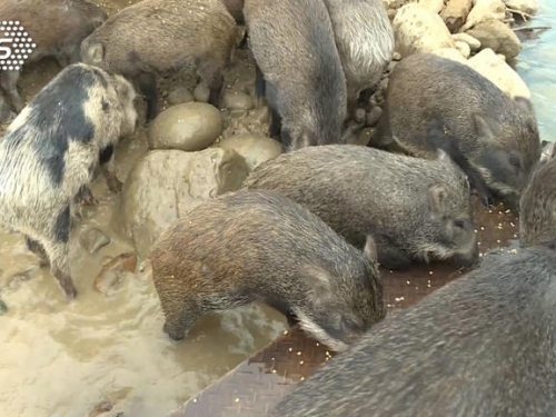 恐淪豬瘟破口？曾文水庫山豬島「百豬無主」 家畜所這樣做