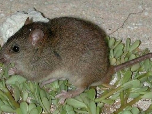首例因氣候變遷而滅絕的哺乳動物：澳洲政府證實珊瑚裸尾鼠已絕種