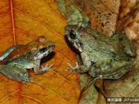 不是所有青蛙都下蛋！　亞洲赤蛙直接產下小蝌蚪