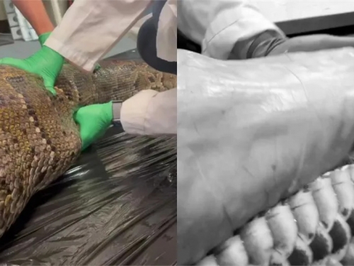 超長巨蟒吞下「整隻鱷魚」！36秒解剖片嚇壞網