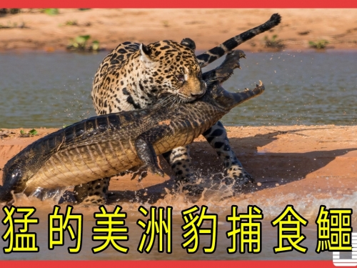 兇猛的美洲豹捕食鱷魚,拖著那麼大鱷魚還能遊泳？