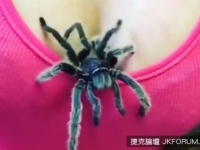 頭皮發麻！她事業線裡爬出毛毛的.....