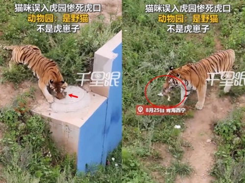 浪貓誤入老虎圈遭捕食 動物園遊客驚悚目擊