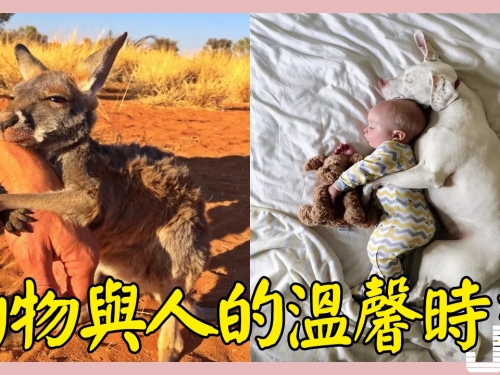 9張見證“動物有時比人類更懂感恩”的溫馨報恩照片，抱你10年也不夠！