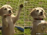 米格魯準確用「雙手」接球　1分鐘14顆破金氏世界紀錄