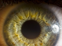 《瞳孔》是世界上最美的藝術品，倒數第四張讓我嚇到了..