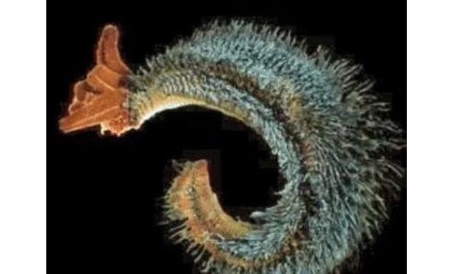 地球上最不怕熱的生物，把火山當做「游泳池」，怎麼燙都沒事