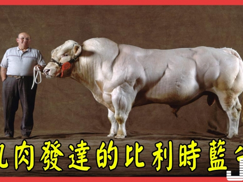 『動物世界』肌肉發達的比利時藍牛