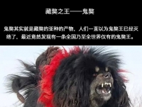 鬼獒王