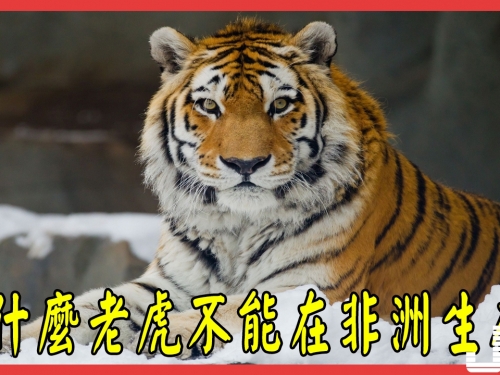 為什麼老虎不能在非洲生存，原因竟然這麼簡單
