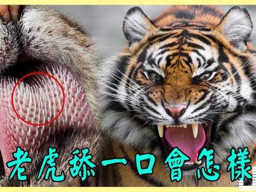 老虎用舌頭舔你一口會怎樣？看了你就知道