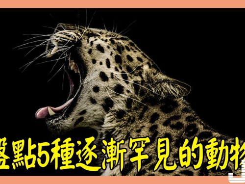 盤點5種逐漸罕見的動物，第4種很可能在今年滅絕