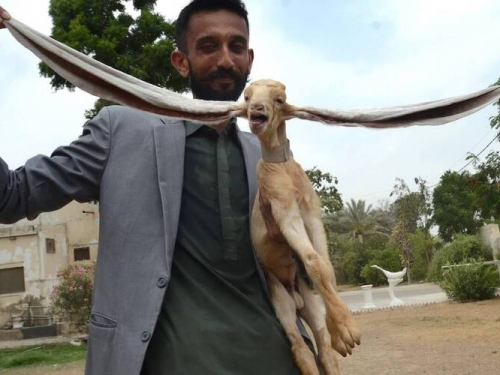 不止30公分！ 巴基斯坦這隻山羊耳朵長到拖地