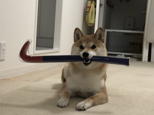 超兇！ 柴柴霸氣叼鐵撬 網直呼：準備去「釘孤枝」？