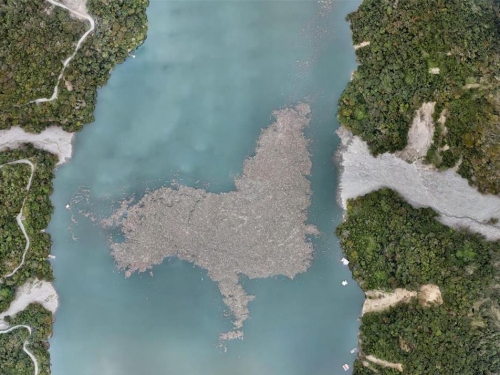 霧社水庫出現1隻可愛大海狗？ 竟是卡努颱風後帶來奇景