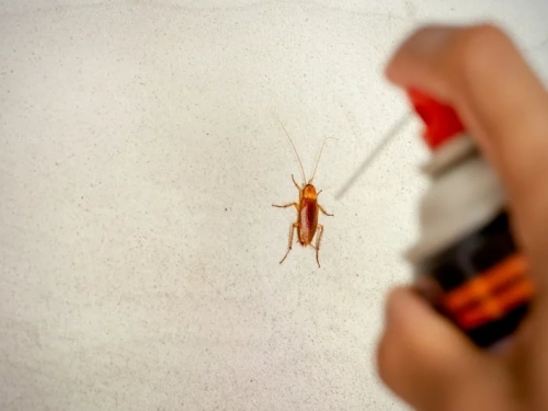 為殺蟑螂…韓妹學網路招式釀火災 鄰居新手媽抱嬰逃命墜樓亡