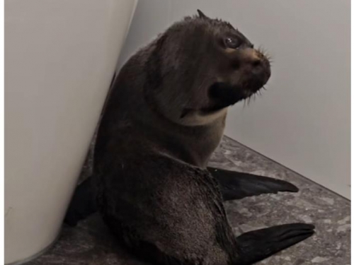 想來買醉？紐國小海豹闖入酒吧閒晃 顧客全看傻