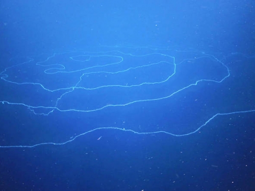 發現世界最大植物個體！肉身藏海底綿延180公里 高齡4500歲