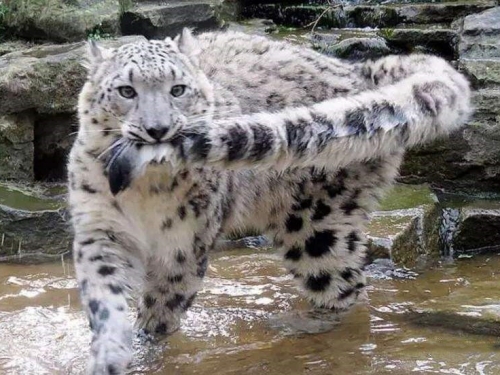 大熊貓迎來對手？此猛獸現身臥龍保護區，為西南地區頂級掠食者