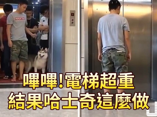 嗶嗶!電梯超重! 結果哈士奇這麼做