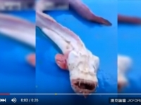 外星魚？漁民捕獲蒼白色尖齒怪物