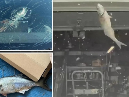 天降大魚！美夫妻特斯拉「擋風玻璃被魚碎碎」 罪魁禍首曝光