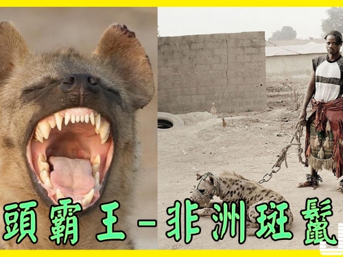 街頭霸王：可輕易擊敗完虐藏獒的非洲斑鬣狗