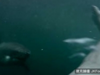 男跳水想耍帥　未料水中一隻「鯊魚」遊來…