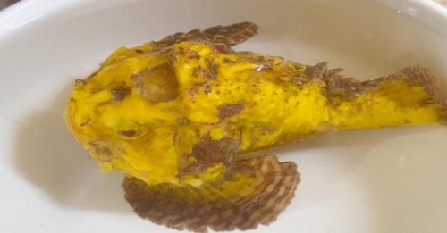 男潛水捕獲罕見「黃金魚」 開價4位數轉手賣出