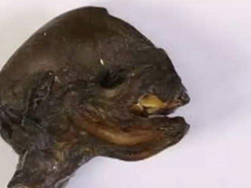 視頻：難道是外星人？！讓科學家們百思不得其解的神秘遺骸...