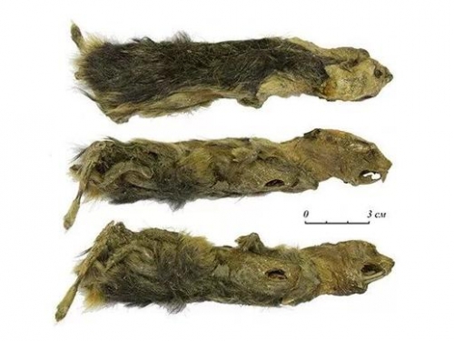 俄羅斯女學生發現史前生物，來自4萬年前冰河世紀，足以載入史冊