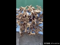 海底異形？觸手不停蠕動好像要吃人…(有密集恐懼症請勿進入