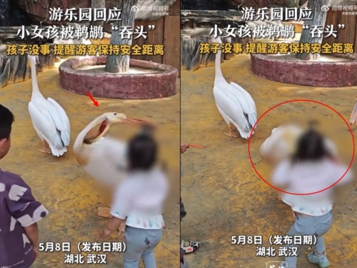 遊樂區見「鵜鶘灌頂」 無辜女童當場嚇哭