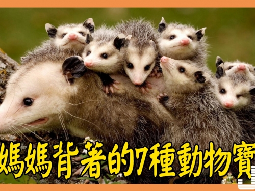 被媽媽背著的7種動物寶寶：考拉最懶惰，棕熊最聰明，負鼠最奇特！
