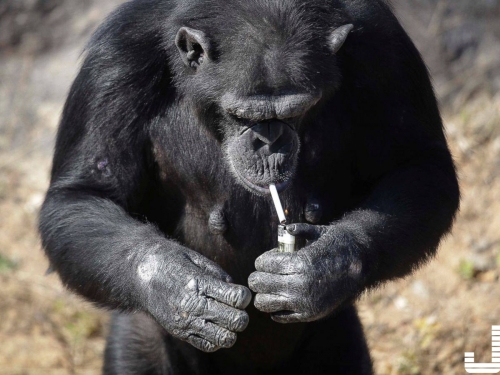 10種除人類外自然界高智商動物！