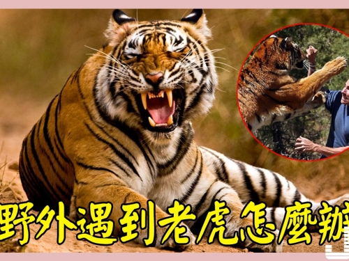 在野外遇到老虎知道這幾招絶對可以自保