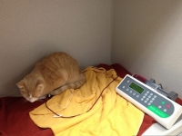 缺血黃貓靠「輸狗血」保命　獸醫：限緊急狀況使用