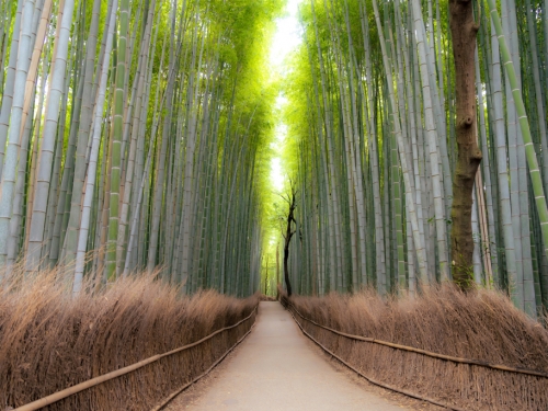 遊京都注意！嵐山竹林小徑附近驚見熊出沒