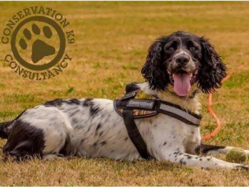 遭棄養5次......史賓格犬能嗅7種氣味 成犯罪剋星