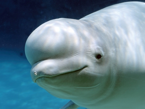 母白鯨戀男飼育員 見女性接近愛人就吃醋 狂噴水報復