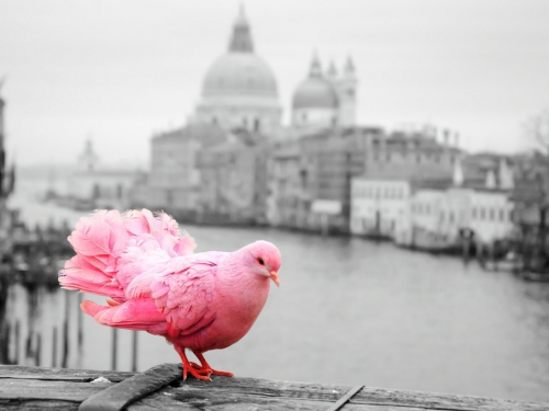 全球只剩500隻 絕美奇獸「粉紅鴿」現蹤 引專家驚呼
