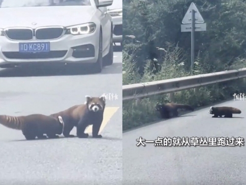 「牠」獨自亂穿越馬路 害全部車輛停下！遭老母教訓帶回