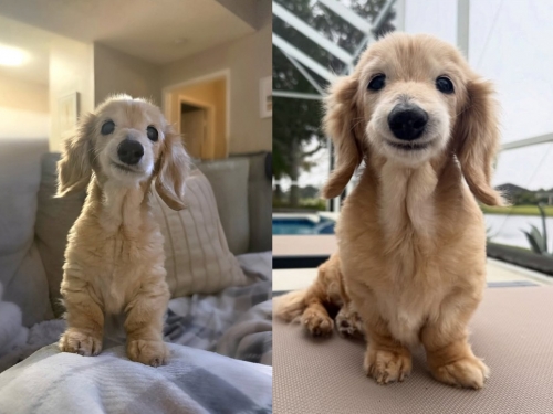 「牠的笑治癒了全世界」30萬粉治癒系神犬走了 飼主淚陪過完最後一夜