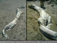 西班牙海灘驚現巨型龍屍　專家猜測或為皇帶魚