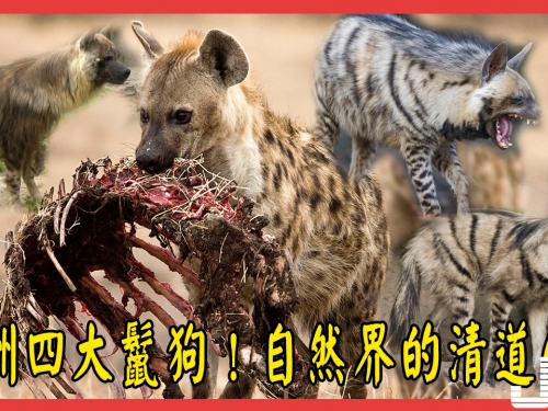 非洲四大鬣狗！動物中的坦克，自然界的清道伕！僅次於獅子的第二大食肉動物！
