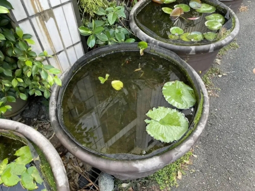 高雄民宅「6缸孔雀魚」一夜消失！飼主急報警 「兇手曝光」讓他看傻眼