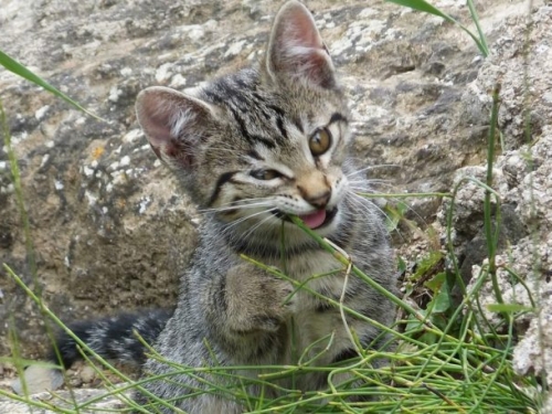 加倍迷惑，貓薄荷化學物質之釋放歷經「雙重進化」