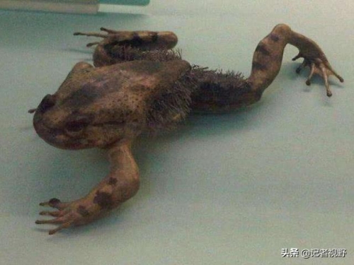 地球上擁有“超能力”的8種動物，第一種遇到危險就會將骨頭折斷
