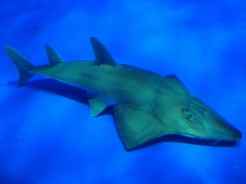 水族館認錯魚展出20年 專家比對驚覺「瀕臨絕種新品種」